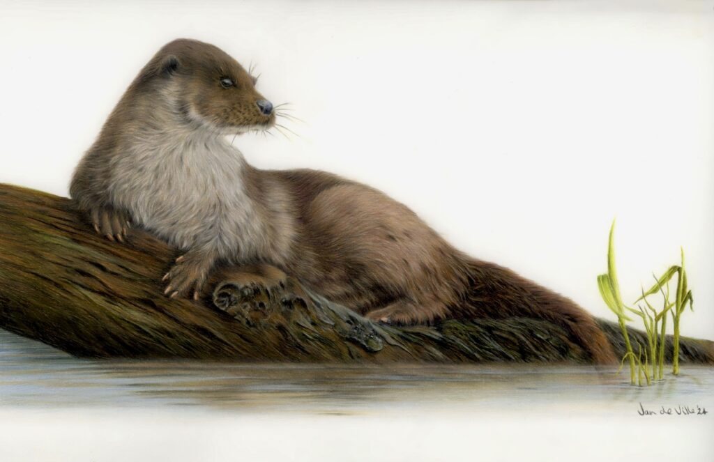 Otter drawing