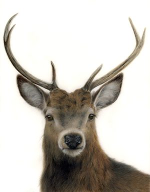 Stag image