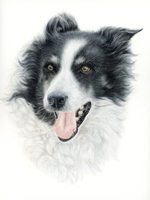 Dog drawing