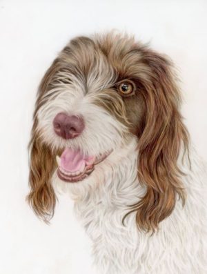 Dog drawing