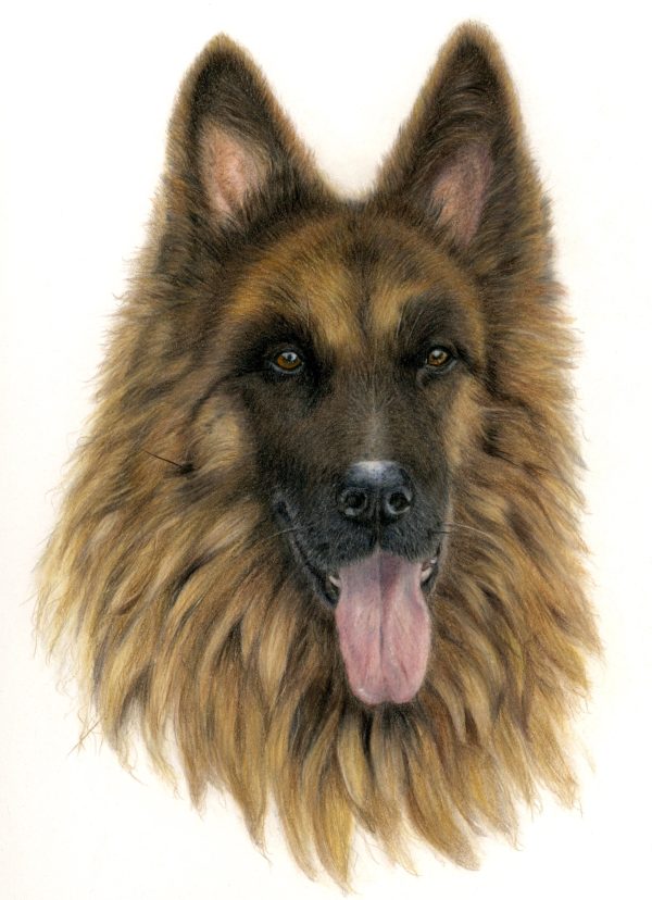 Dog Drawing