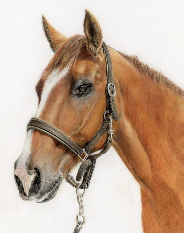 Horse Drawing