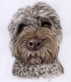 Dog drawing