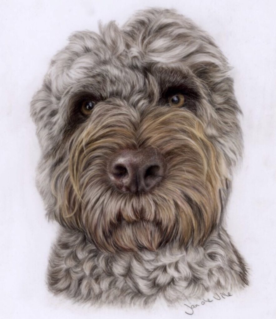 Dog drawing