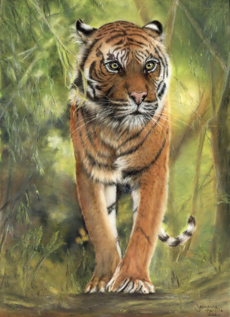 Prowling Sumatran Tiger