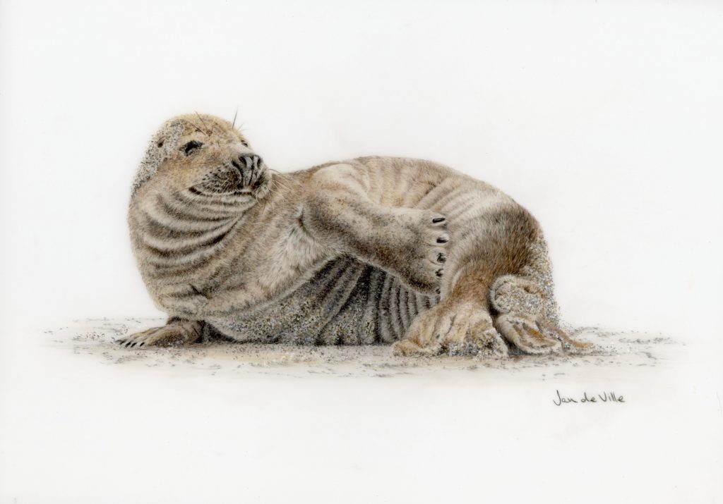 Otter drawing