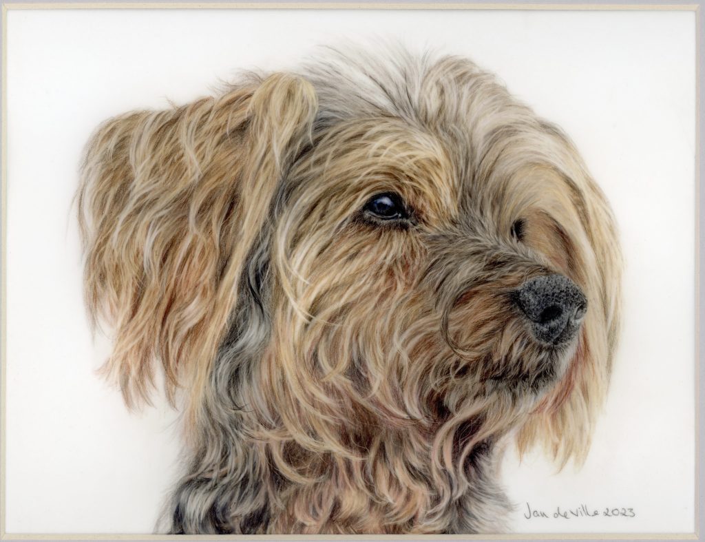 Dog drawing