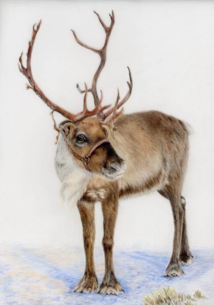Reindeer drawing