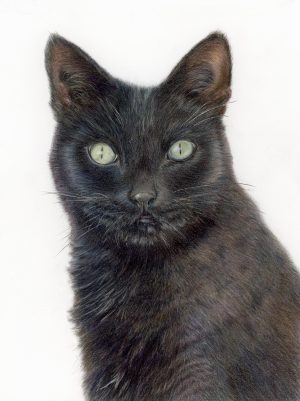 Cat drawing