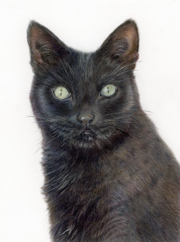 Cat drawing